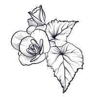 begonia fiore mano disegno vettore