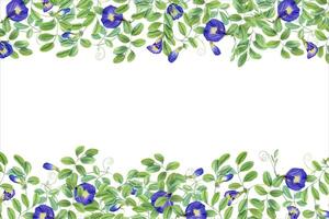 tropicale pianta, ipomoea, Clitoria ternatea, bluebellvine. tailandese blu fiori. orizzontale telaio con testo spazio. farfalla pisello fiori. acquerello illustrazione per pacchetto, saluto vettore