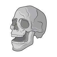 illustrazione del cranio vettore