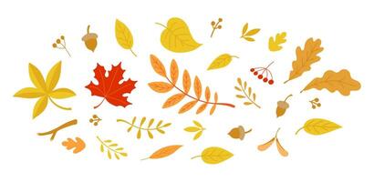 gruppo di autunno le foglie. colore piatto illustrazione isolato su bianca sfondo. vettore