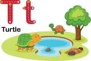 alfabeto lettera t-tartaruga con cartone animato vocabolario illustrazione, vettore