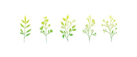 minimo femminile botanico floreale ramo nel silhouette stile. mano disegnato nozze erba, minimalista fiori con elegante le foglie. botanico rustico di moda verdura vettore