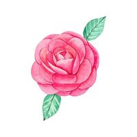 mano disegnato rosa rosa germoglio. acquerello illustrazione vettore