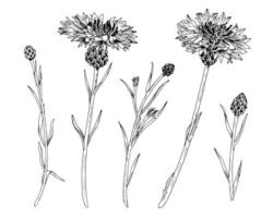 fiordaliso impostato schema illustrazione. mano disegnato clipart di medicinale fiori e erbe aromatiche. nero linea arte di officinalis fiordalisi. disegno su isolato bianca sfondo. per monocromatico stampe vettore