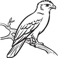 falco colorazione pagine. falco uccello schema per colorazione libro vettore