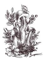 funghi foresta boletus con erba, mirtilli, muschio e cono. grafico illustrazione mano disegnato nel nero inchiostro. prefabbricato composizione eps . vettore