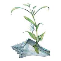 acquerello illustrazione di un' clorofito fiore nel un' conchiglia. casa arredamento per il interno. per manifesto, cartolina, sfondo, decorazione e design vettore