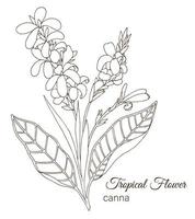 illustrazione vettoriale di fiori tropicali isolati su sfondo bianco. canna disegnata a mano. contorno floreale. pagina da colorare. stile di schizzo. elementi di design tropicale.