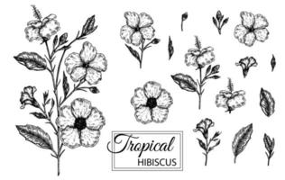 illustrazione vettoriale di fiori tropicali isolati su sfondo bianco. ibisco disegnato a mano. illustrazione grafica floreale in bianco e nero. elementi di design tropicale. stile di ombreggiatura della linea