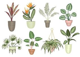 illustrazione vettoriale di piante d'appartamento tropicali in vasi isolati su sfondo bianco. strelitzia realistica brillante, monstera, alocasia, dieffenbachia, cordyline. elementi di design per la decorazione domestica.