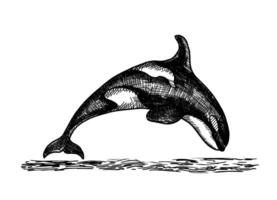 uccisore balena mare animale schizzo. grammo. orca o dentato balena, marino predatore saltare su di acqua con curvo coda vettore