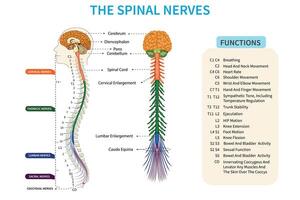 spinale nervi trasmissione sensazioni, controllo il corpo movimenti vettore
