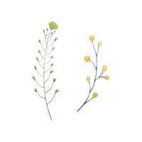 acquerello fiori selvatici, delicato botanico illustrazione vettore