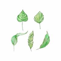 acquerello luminosa verde tropicale foglie, per estate disegni vettore