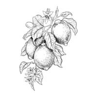 mano disegnato ramo di Limone frutta, le foglie e fiori. schizzo illustrazione. nero inchiostro schema di agrumi. isolato su bianca sfondo. design per menù, pacchetto, cosmetici, tessile vettore