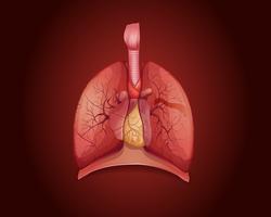 Diagramma che mostra i polmoni con la malattia vettore