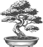 Bonsai albero immagini utilizzando vecchio incisione stile corpo nero colore solo vettore