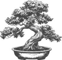 Bonsai albero immagini utilizzando vecchio incisione stile corpo nero colore solo vettore