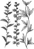 linea schizzo edera ramo le foglie. mano disegnato illustrazione vettore