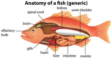 Anatomia di un pesce vettore