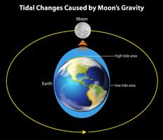 I movimenti delle maree sulla Terra vettore