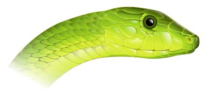 Mamba verde orientale vettore