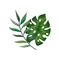 ramo con foglie natura tropicale isolato icona vettore