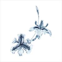 iris fiori acquerello composizione. mano disegnato illustrazione isolato su bianca sfondo. indaco blu monocromatico floreale elemento per moda, bellezza prodotti, tatuaggi, estate vestito modelli, disegni vettore