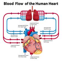 Diagramma che mostra il flusso di sangue del cuore umano vettore