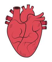 organo cuore rosso vettore