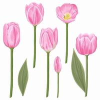 disegnato a mano rosa tulipani - primavera fiore illustrazione vettore