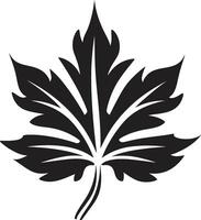 incantata verdura emblema di foglia silhouette sempreverde essenza staglia foglia nel vettore
