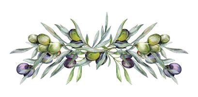 olive acquerello illustrazione. oliva rami verdura mano dipinto acquerello isolato su bianca sfondo. Perfetto per oliva nozze inviti, floreale etichette, bridal doccia e saluto carte vettore