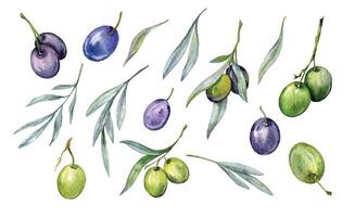 olive acquerello illustrazione. oliva rami verdura mano dipinto acquerello isolato su bianca sfondo. Perfetto per oliva nozze inviti, floreale etichette, bridal doccia e saluto carte vettore