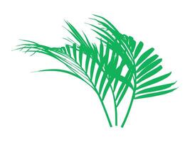 Noce di cocco foglia tropicale le foglie illustrazione vettore
