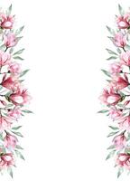 fresco magnolia fiore botanico acquerello illustrazione floreale design petali fioritura primavera tropicale rosa bellissimo pianta confine sfondo modello vettore