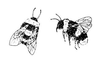 Bumble ape impostare. nero linea arte disegno di Ape. schema illustrazione di insetti. mano disegnato Vintage ▾ clipart. lineare schizzo su isolato bianca sfondo. per logo design vettore