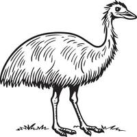 emu uccello colorazione pagine per colorazione libro vettore