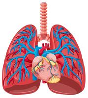 Chiuda sul polmone umano vettore