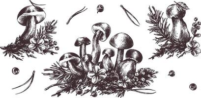 un' impostato di foresta funghi, porcini, finferli e mirtilli, mirtilli rossi, ramoscelli, coni, le foglie. grafico illustrazione mano disegnato nel nero inchiostro. eps . vettore