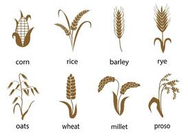 icona impostato di cereali con Riso, segale, Grano, Mais, avena, orzo, miglio. il concetto di marcatura biologico prodotti, agricoltura, grano, forno prodotti, salutare cibo. vettore