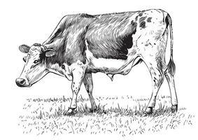 azienda agricola mucca animale schizzo mano disegnato illustrazione vettore