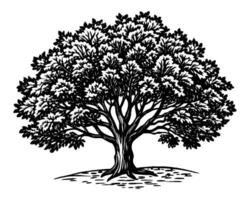 disegno dell'illustrazione dell'albero vettore