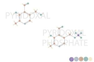 piridossale fosfato molecolare scheletrico chimico formula vettore