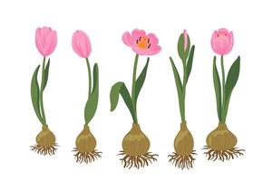 set di tulipani rosa e boccioli di fiori, foglie in fiore pianta bulbosa con radice.