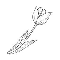 tulipano fiore illustrazione. curvo le foglie lampadina testa nero schema grafico disegno. botanico fiorire saluto carta. inchiostro linea contorno silhouette schema vettore
