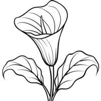 calla giglio fiore pianta schema illustrazione colorazione libro pagina disegno, calla giglio fiore pianta nero e bianca linea arte disegno colorazione libro pagine per bambini e adulti vettore