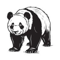 panda orso design illustrazione su bianca sfondo vettore