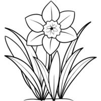 narciso fiore pianta schema illustrazione colorazione libro pagina disegno, narciso fiore pianta nero e bianca linea arte disegno colorazione libro pagine per bambini e adulti vettore