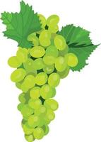 illustrazione vettoriale di frutta uva verde